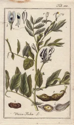 Botânica: Planta de feijão com flores, folhas e feijões em vagens, Vicia faba. Gravura em chapa de cobre colorida à mão a partir de um desenho de B. Thanner da obra "Icons plantarum medicinalium" de Johannes Zorn, Alemanha