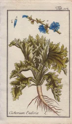 Botânica: Endívia com raiz, folhas e flores, Cichorium endivia. Gravura em chapa de cobre colorida à mão a partir de um desenho de B. Thanner da obra "Icons plantarum medicinalium" de Johannes Zorn, Alemanha