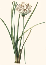 Ilustração Botânica/Rdoute/Butomus umbellatus/Umbelly Butome/Flower Bangle