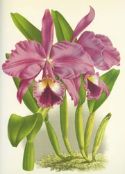 Quadro botânico/Cattleya labiata var. Autumnalis/Lindenia