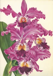 Quadro botânico/Cattleya labiata var. Perfecta/Lindenia