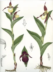 Tábua botânica/Cypripedium calceolus/Venus