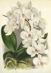 Placa botânica/Phalaenopsis amabilis/Phalaenopsis gigantea/Lindenia