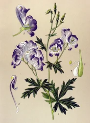 Quadro botânico. Planta venenosa (tóxica) e medicinal: Aconitum variegatum
