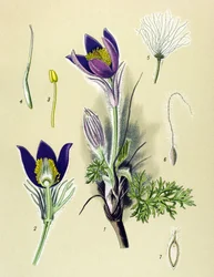 Quadro botânico. Planta venenosa (tóxica) e medicinal: Anemone Pulsatille ou Common Pulsatilla (Anemone pulsatilla, Pulsatilla vulgaris)