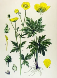 Quadro botânico. Planta venenosa (tóxica) e medicinal: Ranúnculo (Ranunculus acris)