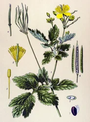 Quadro botânico. Planta venenosa (tóxica) e medicinal: Chelidoina ou chelidoina grande (Chelidonium majus)