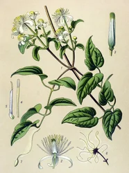 Quadro botânico. Planta venenosa (tóxica) e medicinal: Clematite de sebe (Clematis vitalba)