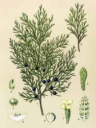 Quadro botânico. Planta venenosa (tóxica) e medicinal: Zimbro sabine (Juniperus sabina)