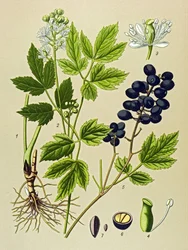 Quadro botânico. Planta venenosa (tóxica) e medicinal: Adonis de Verão (Adonis aestivalis)