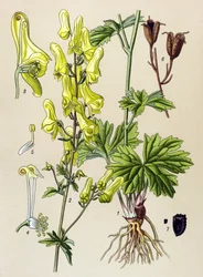 Quadro botânico. Planta venenosa (tóxica) e medicinal: Assassino de lobos (Aconitum lycoctonum)