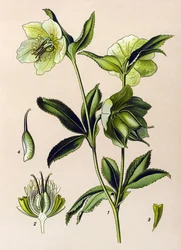 Quadro botânico. Planta venenosa (tóxica) e medicinal: hellebore verde (Helleborus viridis)