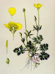 Quadro botânico. Planta venenosa (tóxica): Ranúnculo ou botão de ouro (Ranunculus bulbosus)