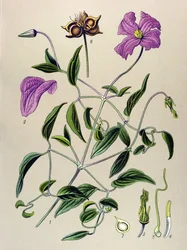 Quadro botânico. Planta venenosa (tóxica): Clematite falsa ou falsa videira (Clematis viticella)