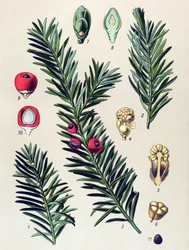 Prancha botânica. Planta venenosa: teixo-comum (Taxus baccata)