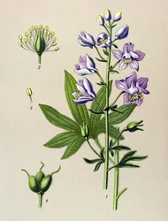 Quadro botânico. Planta venenosa (tóxica): Dolphinella staphysegar (Delphinium staphysagria)