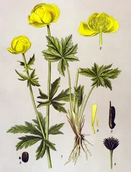 Quadro botânico. Planta venenosa (tóxica): troll europeu (Trollius europaeus)