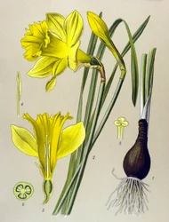 Tábua botânica planta venenosa (tóxica): narciso amarelo (Narciso pseudonarciso)