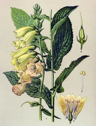 Tábua botânica, planta: Digitalis grandiflora (Digitalis grandiflora)