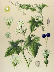 Tábua botânica, planta: Bryone (Bryonia alba)