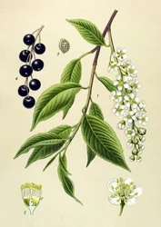 Tábua botânica, planta: Cerejeira (Prunus padus)