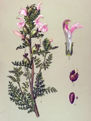 Tábua botânica, planta: Pedicular do pântano (Pedicularis palustris)