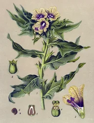 Prancha botânica, planta: meimendro-negro (Hyoscyamus niger)