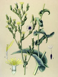 Tábua botânica, planta: alface feroz ou alface selvagem (Lactuca virosa)