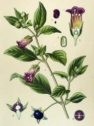 Prancha botânica, planta da beladona (Atropa belladonna)
