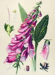 Quadro botânico, planta: púrpura digital (Digitalis purpurea)