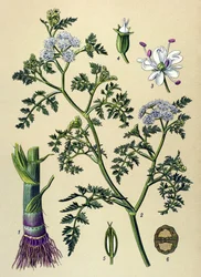Quadro botânico, planta venenosa e medicinal: Oenanthe aquático (Oenanthe aquatica)