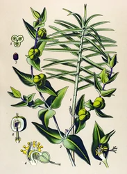 Quadro botânico, planta venenosa e medicinal: Euphorbia epurge (Euphorbia lathyris)