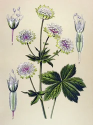 Planta botânica, venenosa (tóxica) e medicinal: grande astrança (Astrantia major)