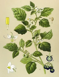 Prancha botânica, planta venenosa: Erva-moura (Solanum nigrum)