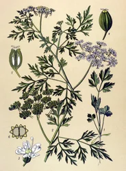 Tábua botânica, planta venenosa (tóxica): Salsa de cão ou salsa falsa (Aethusa cynapium)