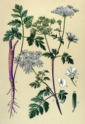 Tábua botânica, planta venenosa (tóxica): Cerefólio inclinado (Chaerophyllum temulum)