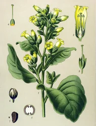 Prancha botânica, planta venenosa: tabaco Mapacho branco (Nicotiana rustica) (Nicotiana tabacum)