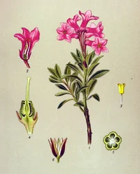 Tábua botânica, planta venenosa (tóxica): Rhododendron cilie (Rhododendron hirsutum)