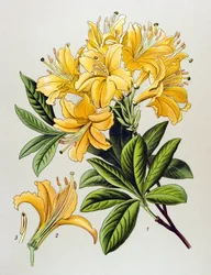 Tábua botânica, planta venenosa (tóxica): Azalee amarelo (Rhododendron luteum)