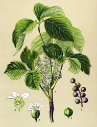Tábua botânica, planta venenosa (tóxica): sumagre trepante (Rhus toxicodendron)