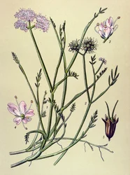 Tábua botânica, planta venenosa (tóxica): fístula (Oenanthe fistulosa)