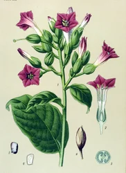 Tábua botânica, planta venenosa (tóxica): tabaco ornamental (Nicotiana tabacum)