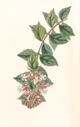 Ilustração botânica/Abelia chinensis/Abelia rupestris/Abelia of China/Abelia Rock