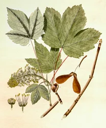 Ilustração botânica/Acer pseudoplatanus/Sycamore Maple