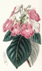 Ilustração botânica/Achimenes grandiflora/Achimene tem flores grandes