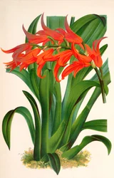 Ilustração botânica/Ada aurantiaca