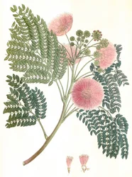 Ilustração botânica/Albizia julibrissin/Silk tree/Mimosa de Constantinople