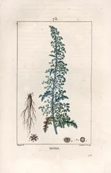 Botris (Chenopodium botrys) - Gravura de Lambert fils, a partir de um desenho de Pierre Jean François Turpin (1775-1840), de La flore medicale, de Chaumeton, Poiret et Chamberet, Paris 1830 - Dysphania botrys - Gravura de Lambert Ju