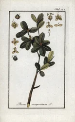 Buxo ou ainda buxo verde (Buxus sempervirens). Litografia de "Afbeelding der Artseny-Gewassen" de Johannes Zorn (1739-1799), Países Baixos