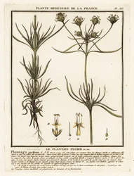 Plátano ramificado, Plantago indica.